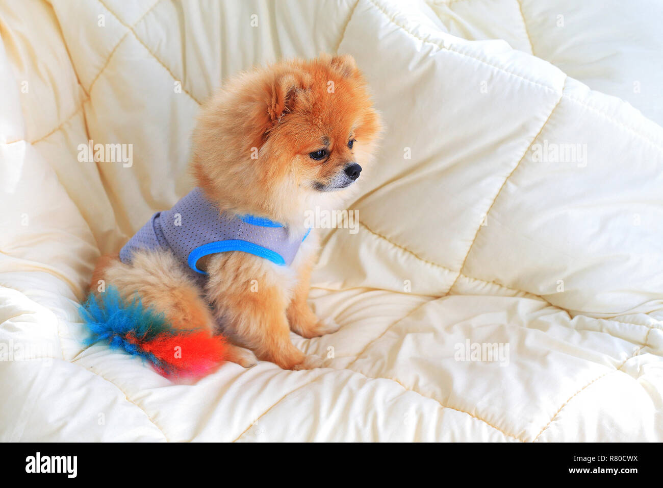 Cabecear Polar musical Cute pet en casa, Pomerania grooming dog utilice ropa de cama en casa  Fotografía de stock - Alamy