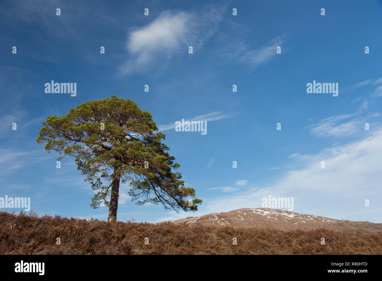 Pino silvestre (Pinus sylvestris), único árbol. Glen Affric, Scottish Highlands, Escocia, Gran Bretaña Foto de stock