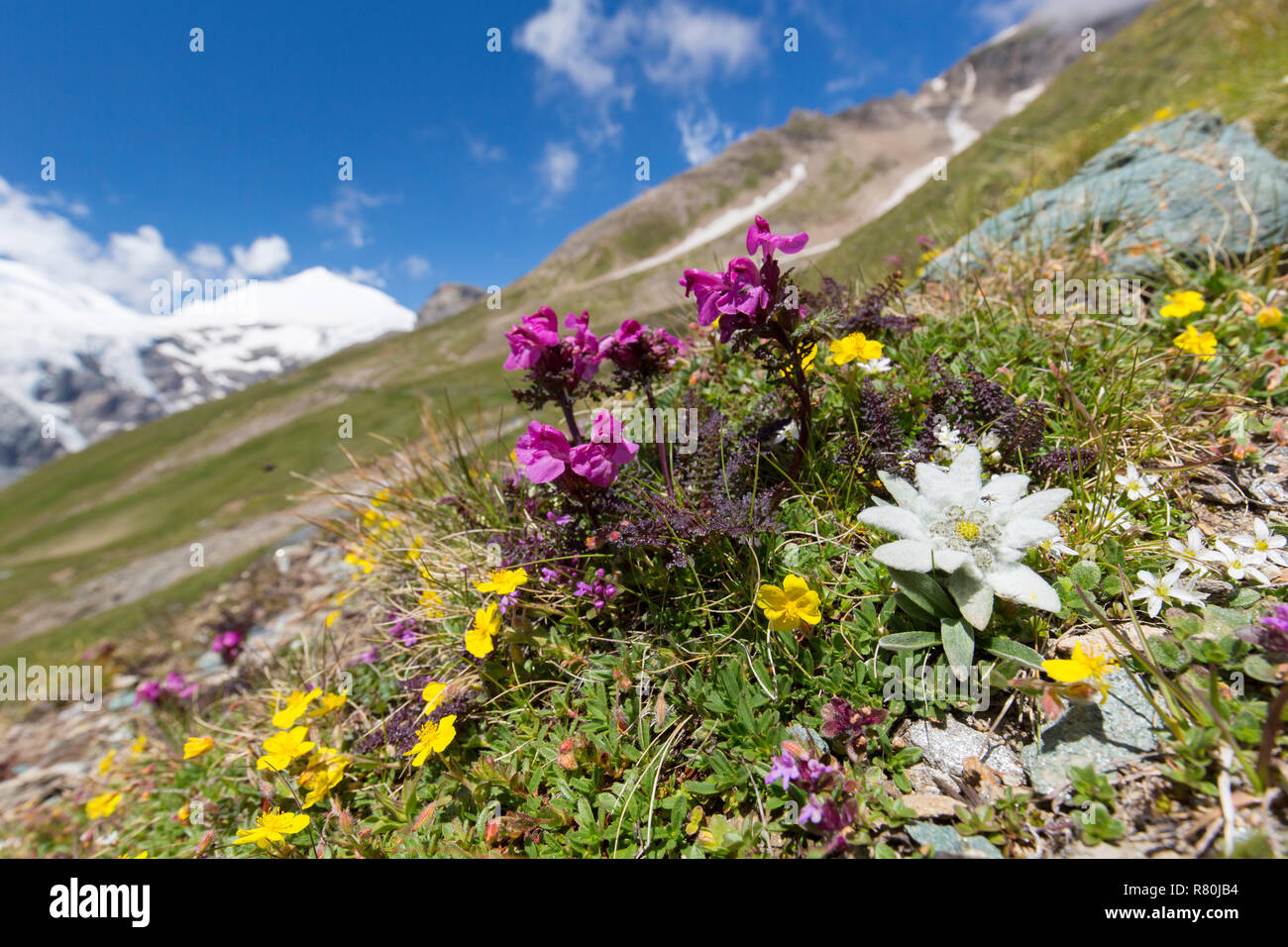 Edelweiss (Leontopodium nivale alpinum), planta con flores en el entorno alpino. Parque Nacional Hohe Tauern, Carintia, Austria Foto de stock