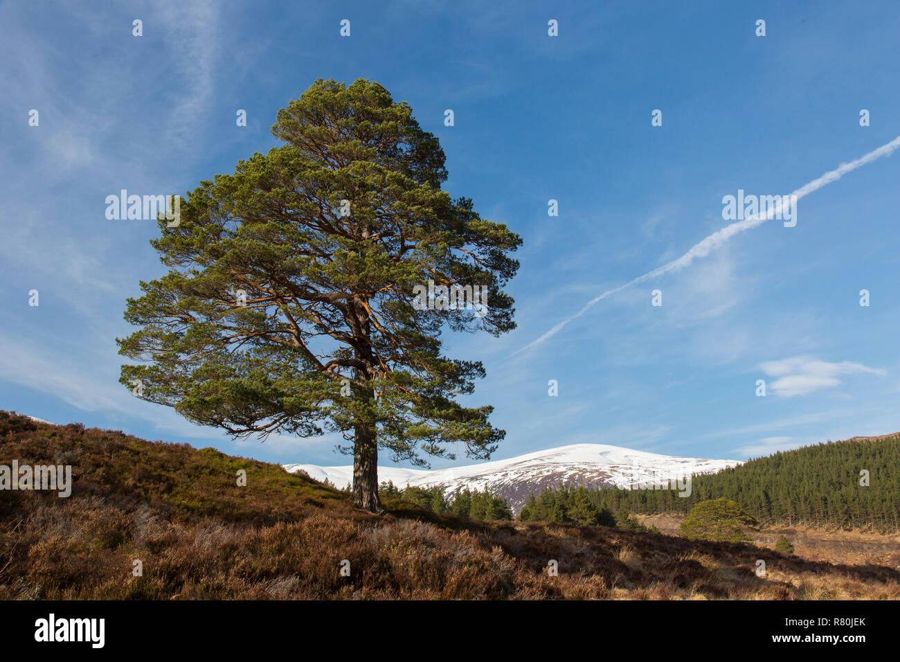 Pino silvestre (Pinus sylvestris), único árbol. Glen Affric, Scottish Highlands, Escocia, Gran Bretaña Foto de stock