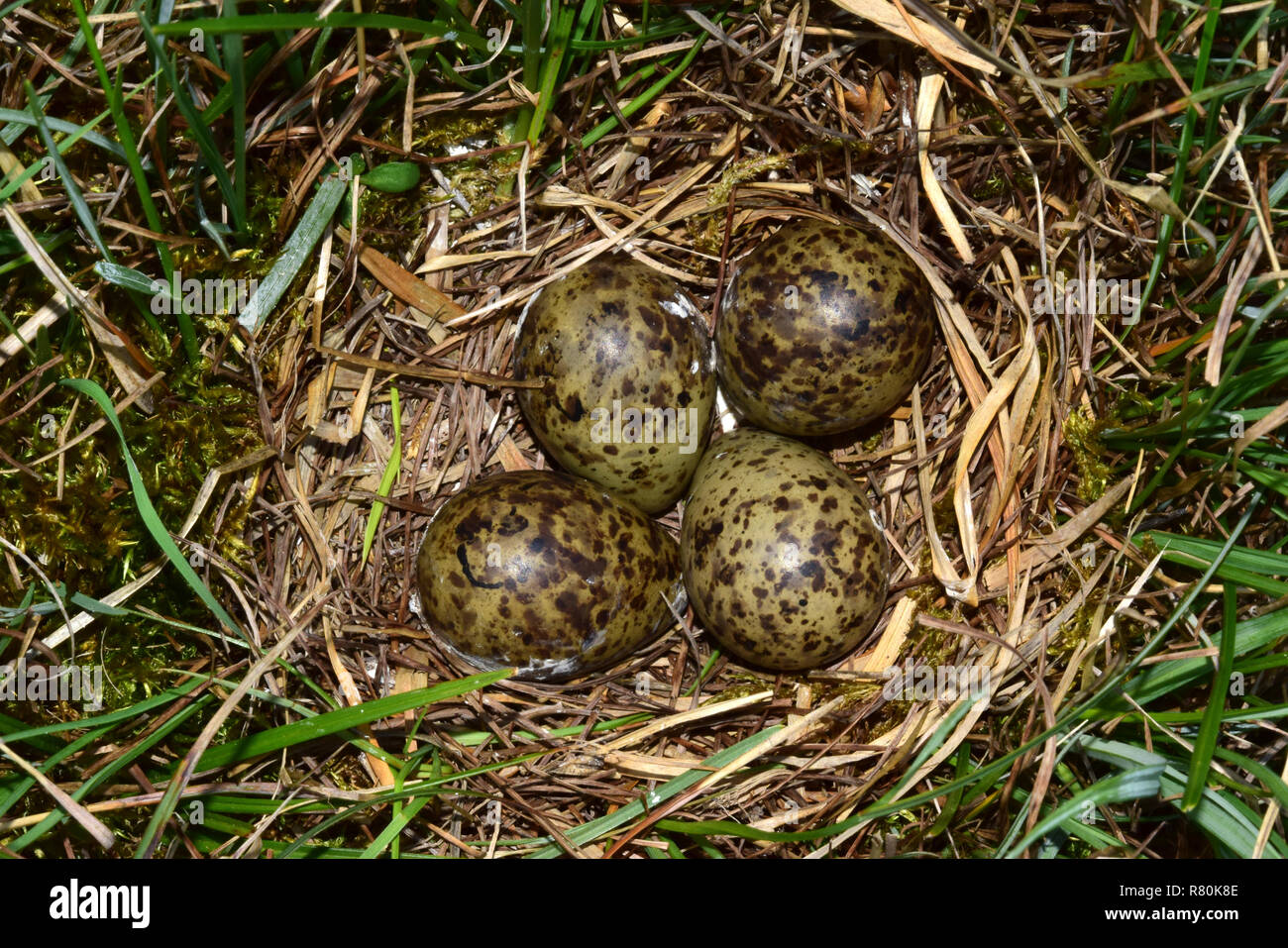 La agachadiza común (Gallinago gallinago común). Embrague en nido. Alemania Foto de stock