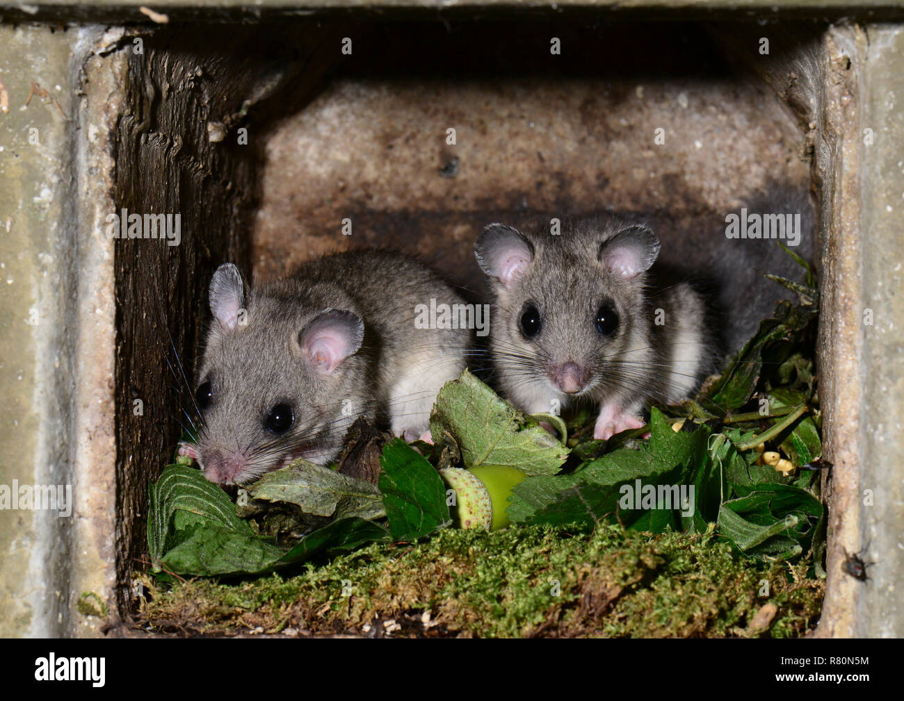 Lirón comestible (GLIS GLIS). Dos individuos en una caja de anidación. Desde que los descendientes de los siete dedos cada correderas están ya muy independiente en otoño, la familia vive juntos solamente en un grupo muy flojo. Después de buscar alimentos, se jubilan en un albergue (a menudo una caja de nido vacío) para descansar después de haber entrado en verde o las hojas secas como base. Alemania Foto de stock