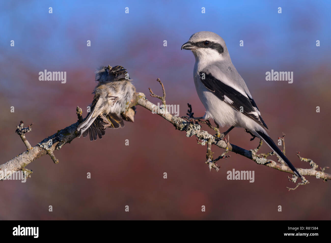 Gran actuación en "The Shrike" gris (Lanius excubitor), con empalado presa, pinzón común (Fringilla coelebs), zona de biosfera Suabia Foto de stock
