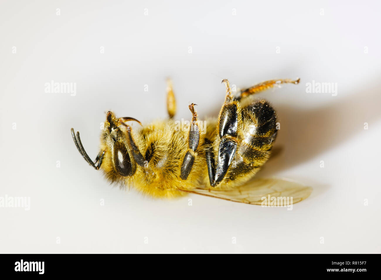 Muertos de abejas (Apis mellifera), trastorno de colapso de la colonia, la muerte de insectos, Alemania Foto de stock