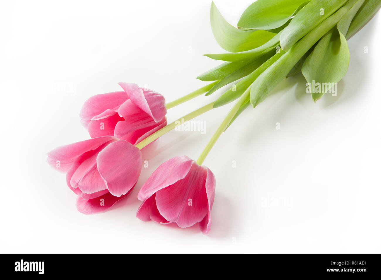 Tres rosas tulipanes en fondo blanco, tres flores suaves Foto de stock