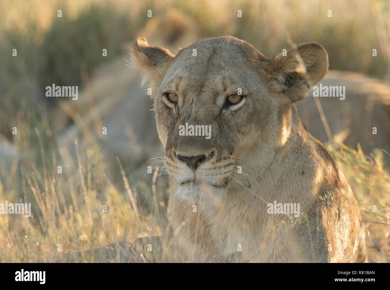 Retrato de un león comodín Foto de stock