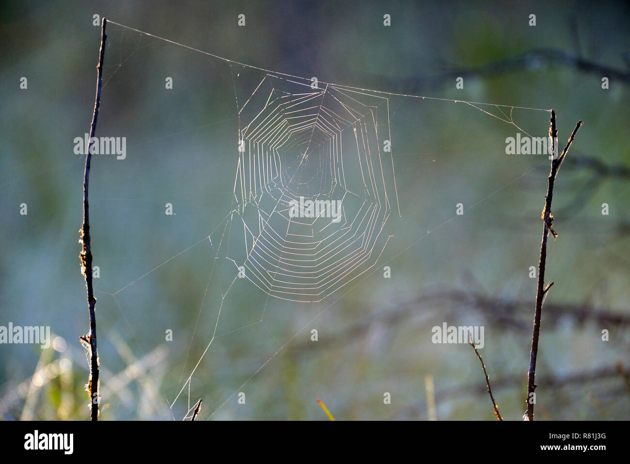 Una imagen horizontal de una tela de araña colgado entre dos ramas que son erguidos y actúa como una trampa para insectos que vuelan por el aire en zonas rurales Alber Foto de stock