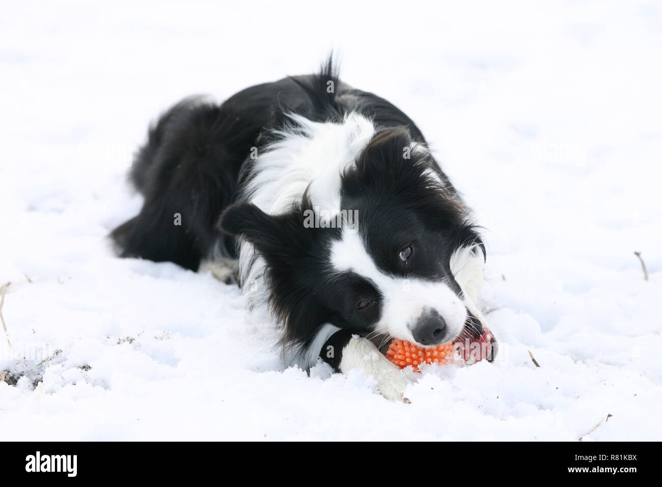 Border Collie. Perro adulto en la nieve, jugando con un juguete. Alemania Foto de stock