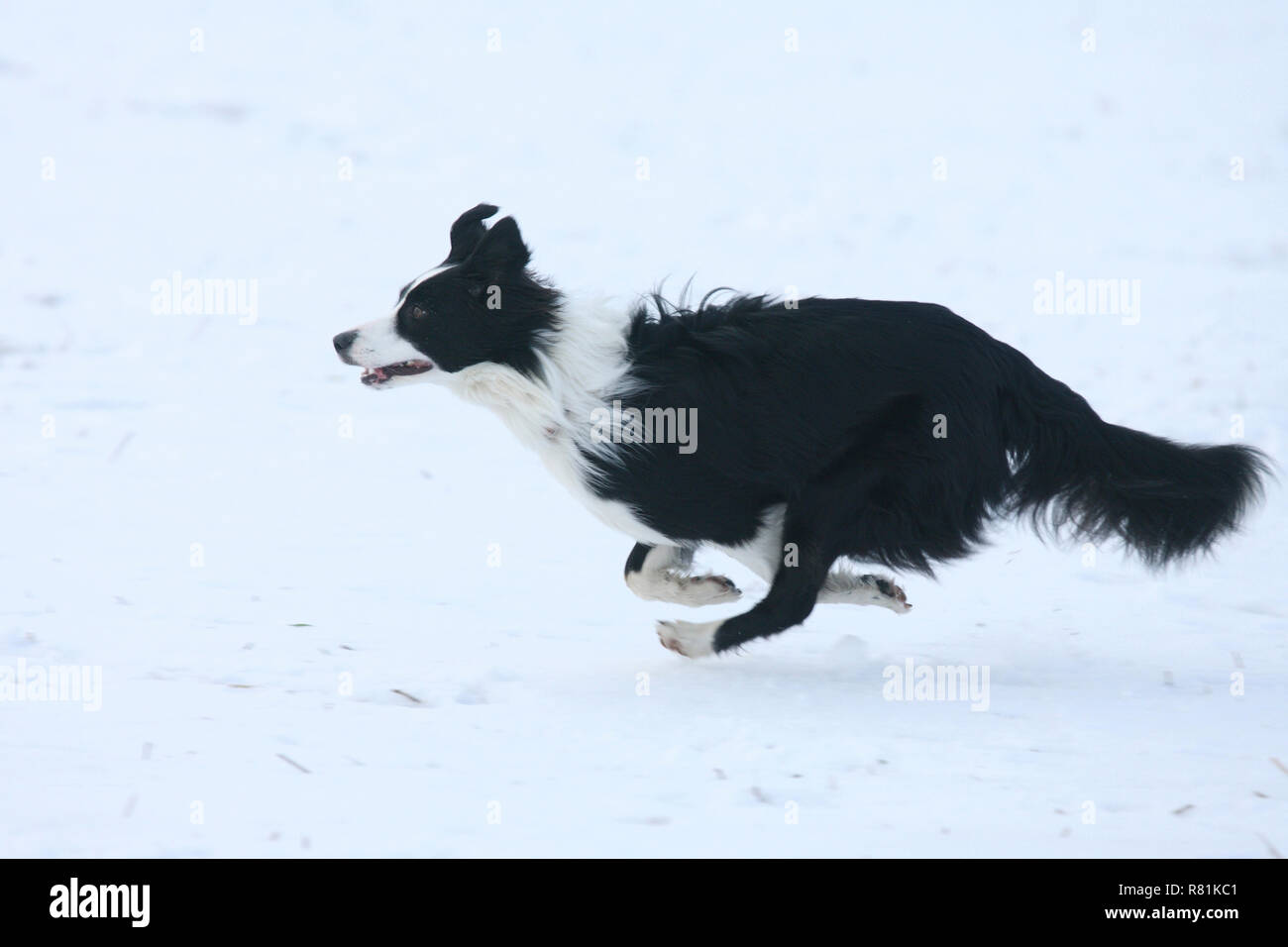 Border Collie. Perro adulto corriendo en la nieve. Alemania Foto de stock