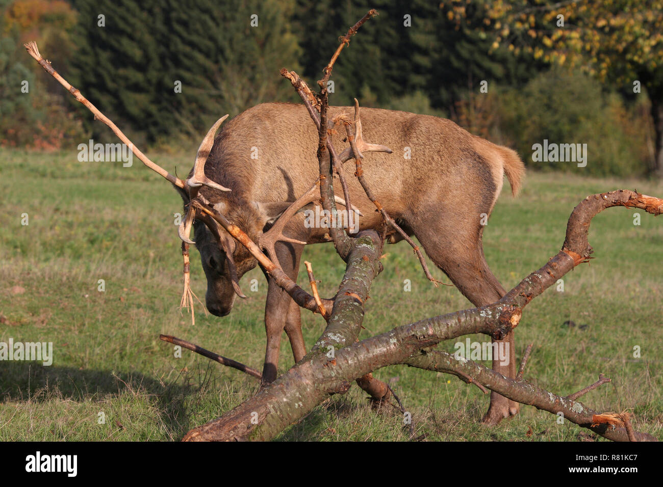 Ciervo rojo (Cervus elaphus). El ciervo frota su cornamenta de ramitas para extraer el terciopelo. Alemania Foto de stock
