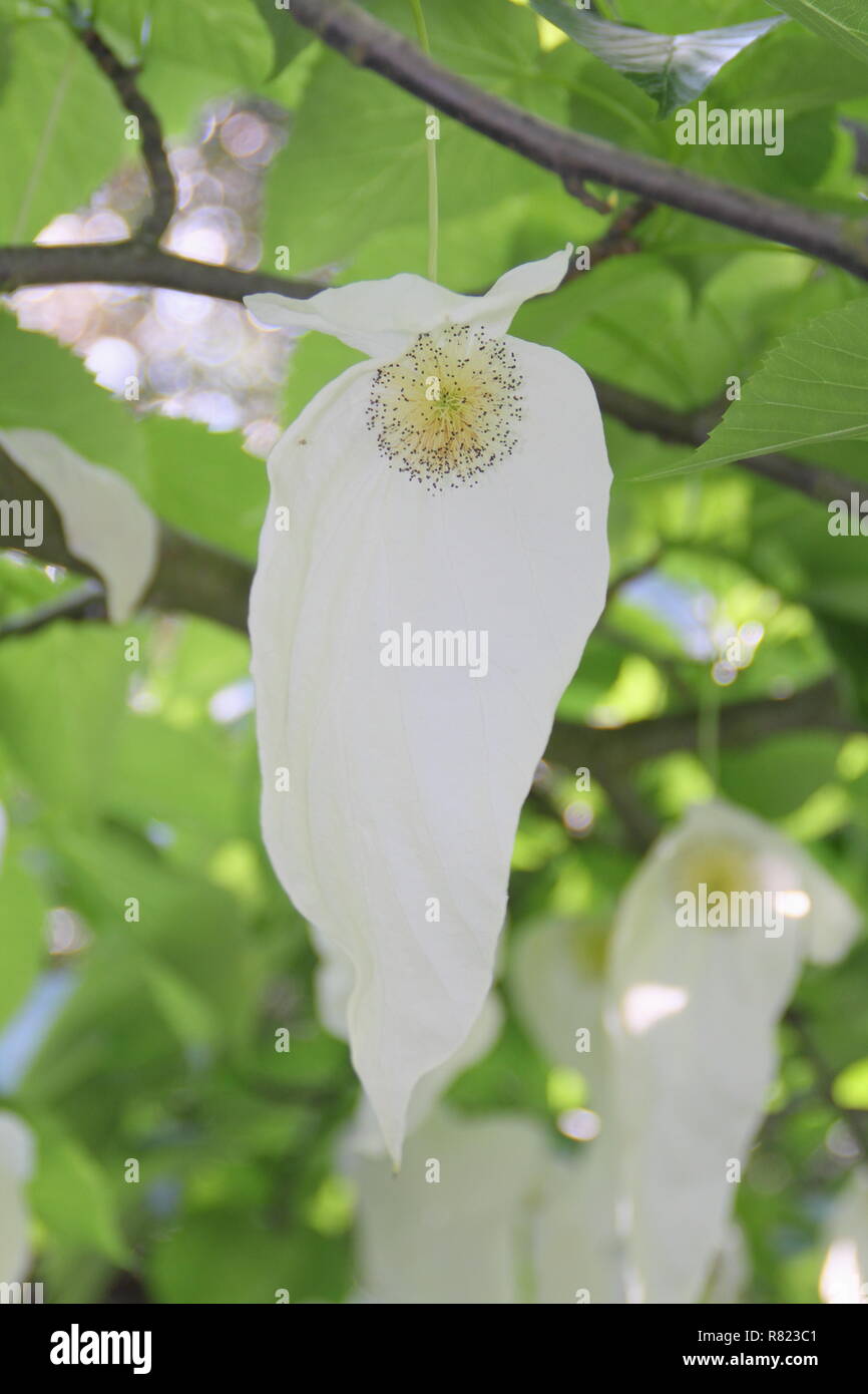 Davidia involucrata. Brácteas de floración del pañuelo, árbol o Ghost tree,  en primavera, UK garden Fotografía de stock - Alamy