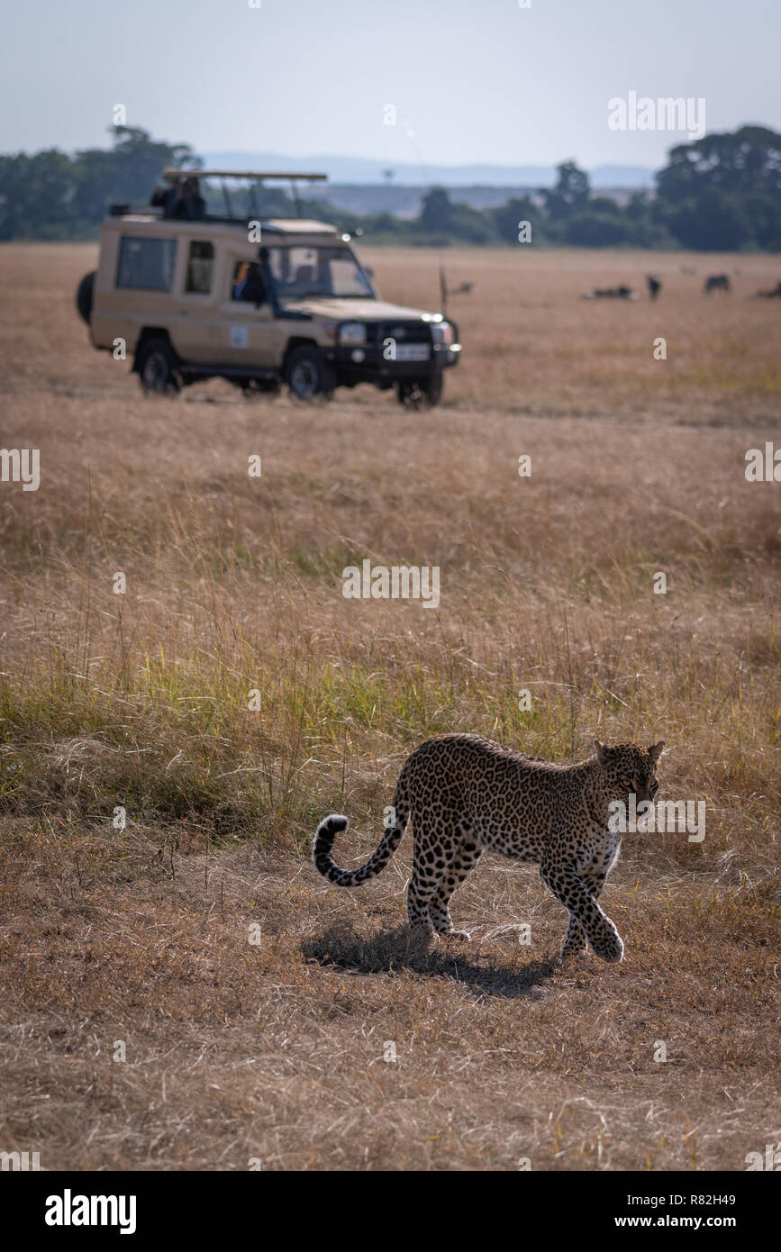El leopardo camina sobre sabana con carretilla detrás Foto de stock