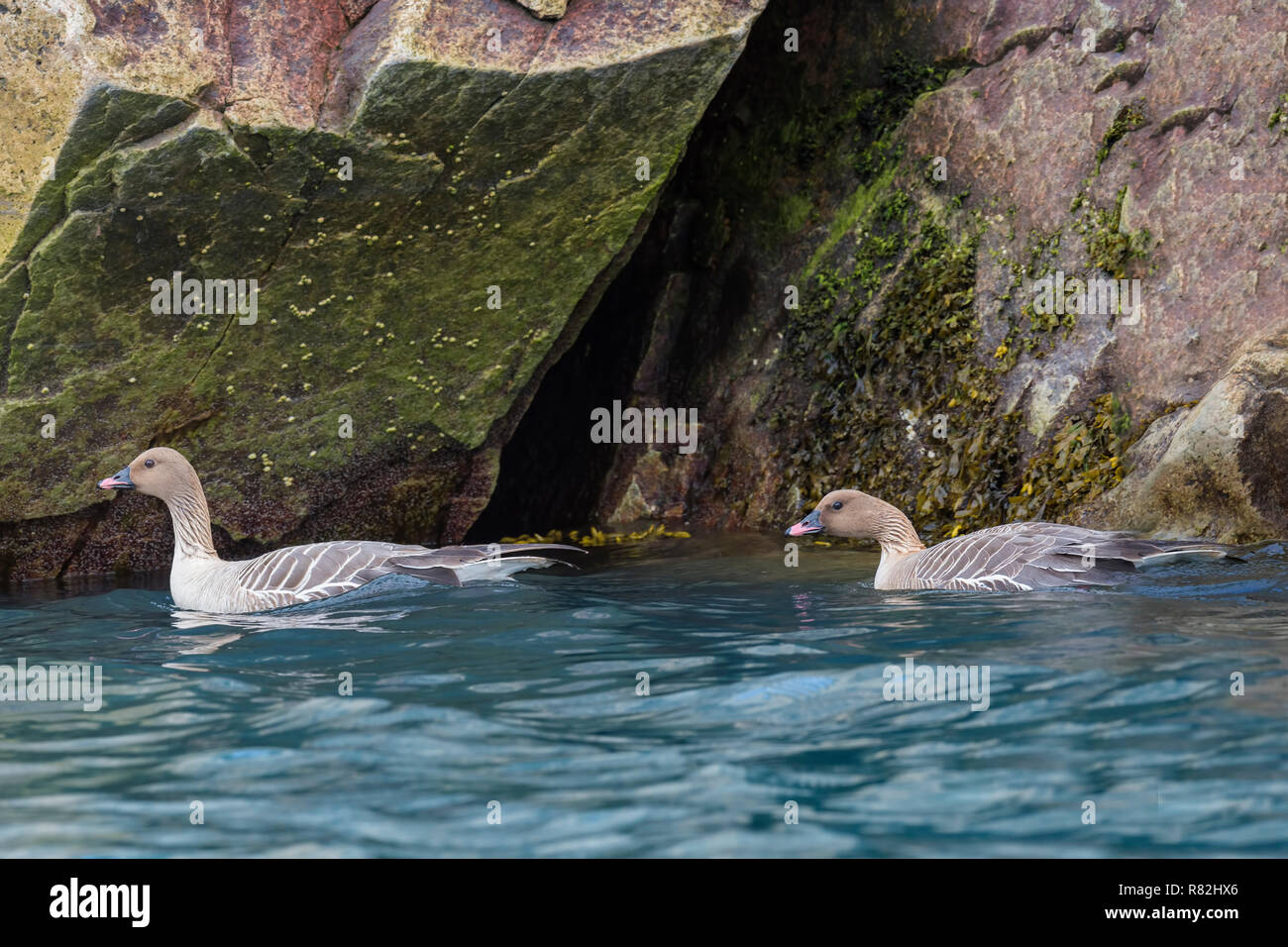 Pink-footed gansos (Anser brachyrhynchus) nadando en el agua, Mónaco, un glaciar Liefdefjorden, Haakon VII Tierra, la isla de Spitsbergen, Svalbard Archipela Foto de stock