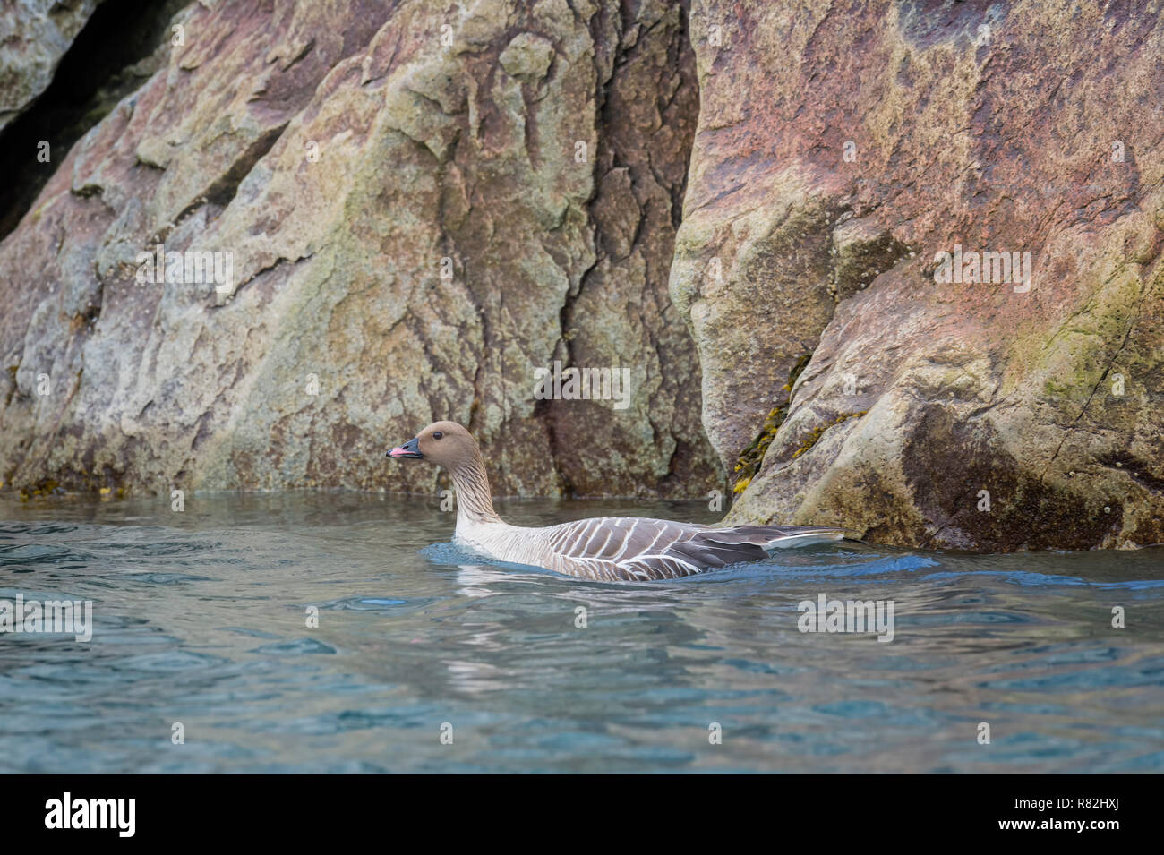 Pink-footed ganso (Anser brachyrhynchus) nadando en el agua, Mónaco, un glaciar Liefdefjorden, Haakon VII Tierra, la isla de Spitsbergen, Svalbard Archipela Foto de stock