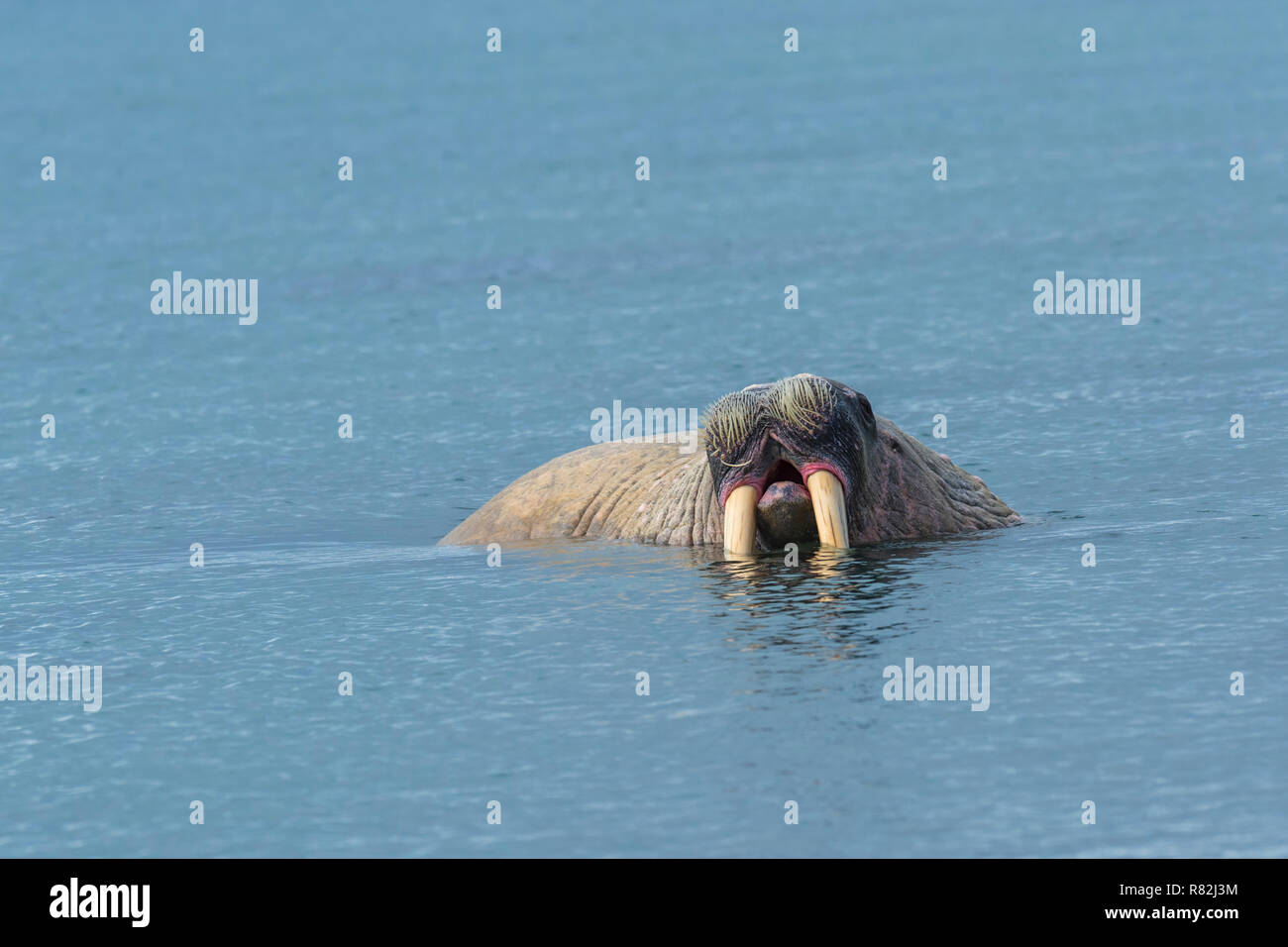 La morsa (Odobenus rosmarus) en agua, Sarstangen, Prince Charles Foreland Island, la isla de Spitsbergen, el archipiélago de Svalbard, Noruega Foto de stock