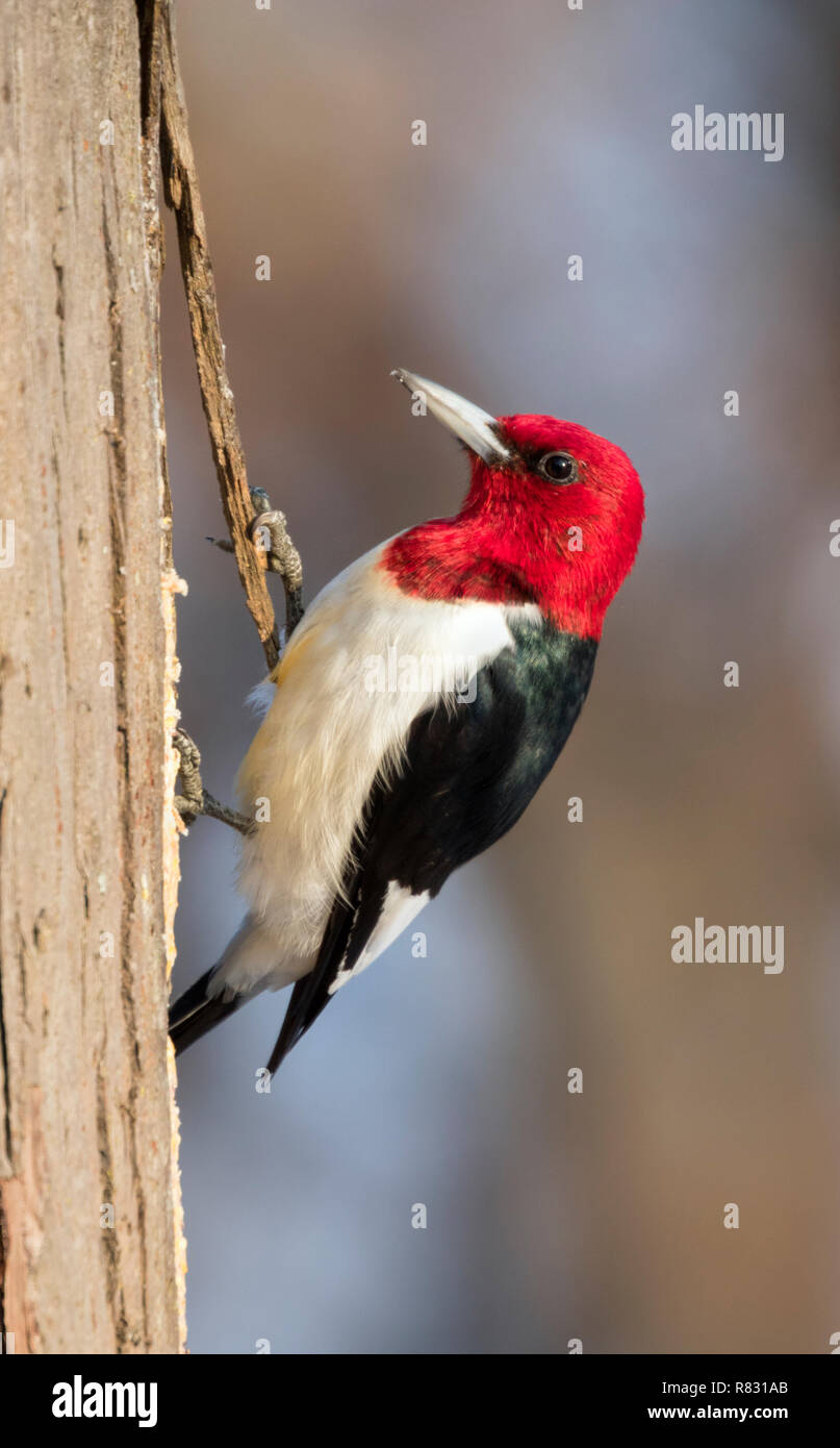 Pájaro carpintero de cabeza roja (Melanerpes erythrocephalus) sobre un tocón de árbol, Iowa, EE.UU. Foto de stock