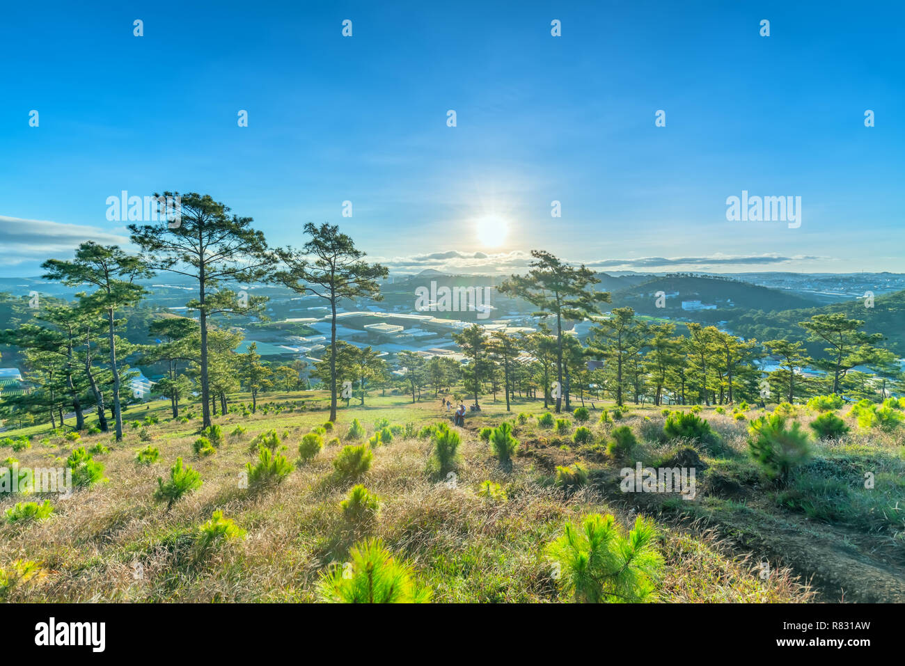 Amanecer en la meseta cuando el sol despertó al bosque de pinos por debajo de la colina para dar la bienvenida al nuevo día en paz. Foto de stock