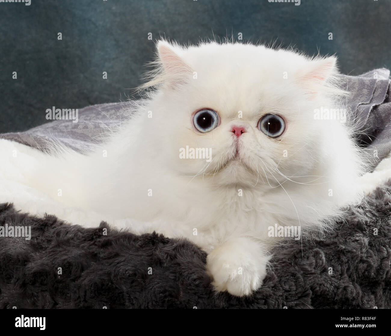Gato doméstico persa blanco con ojos azules fotografías e imágenes de alta  resolución - Alamy