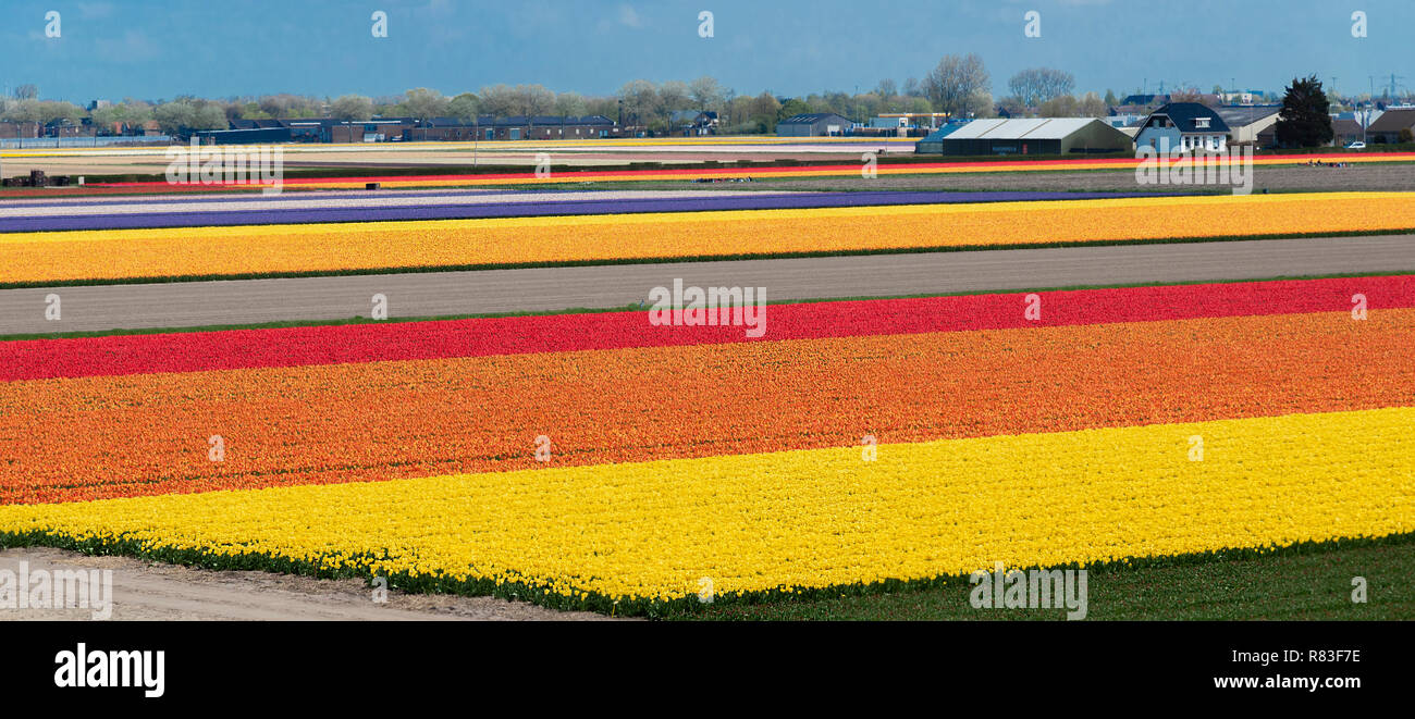 Magnífica pantalla a color de los tulipanes en los campos que rodean los jardines Keukenhof, Lisse, Holanda, Países Bajos Foto de stock