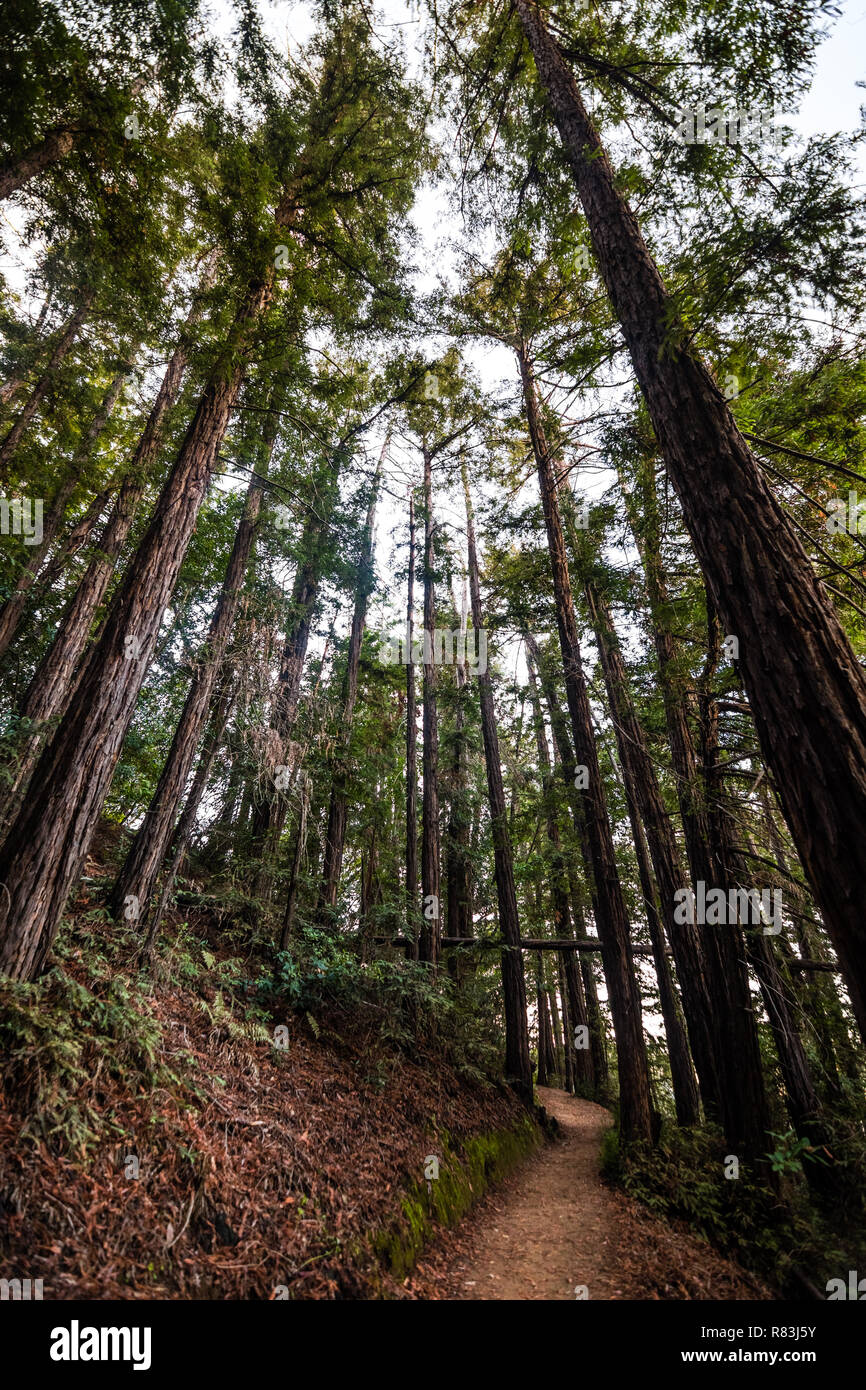 Vista de noche de senderos a través de un bosque de secoyas en Villa Montalvo County Park, Saratoga, área de la bahía de San Francisco, California Foto de stock