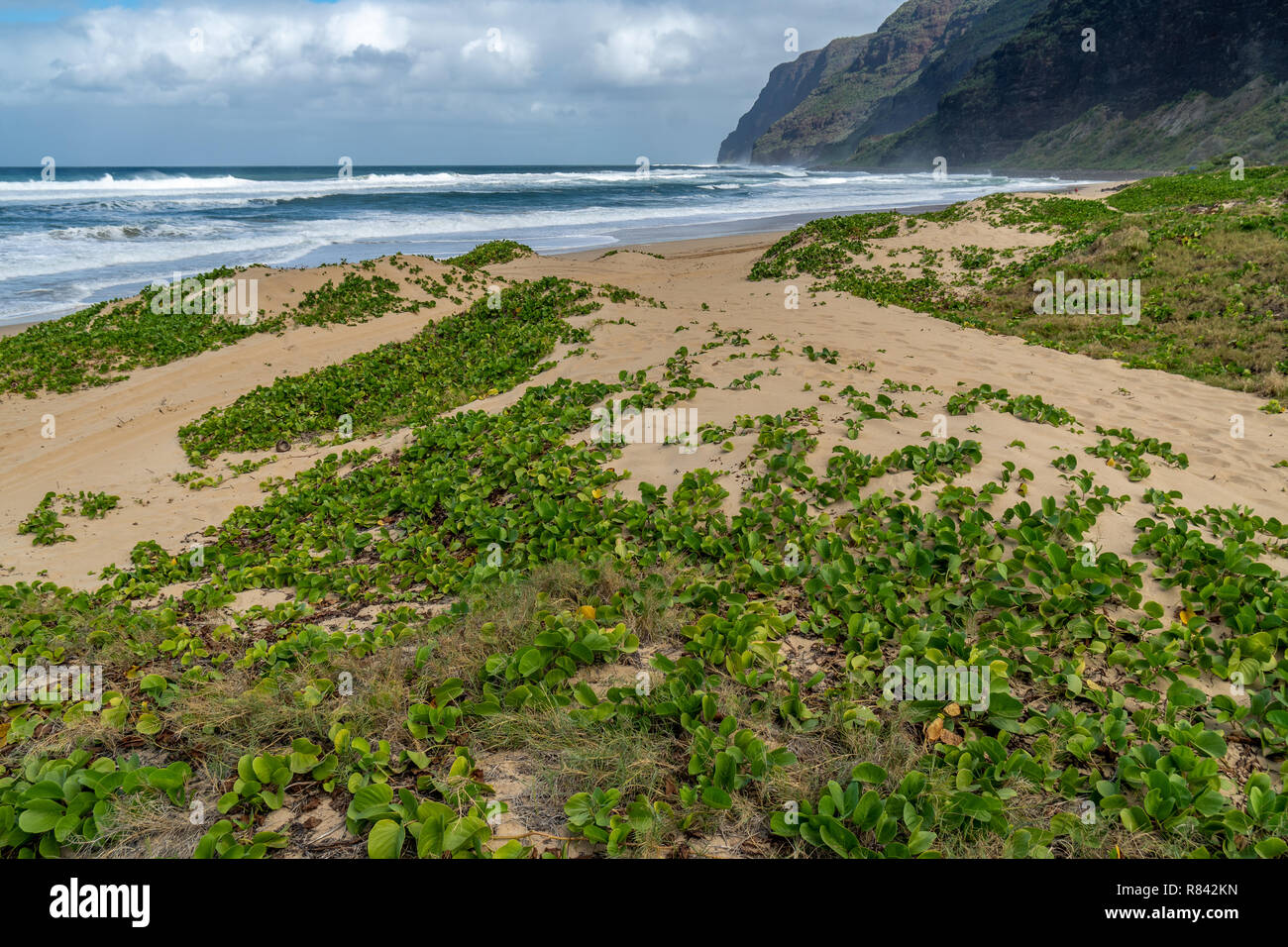 Cubre Naupaka montones de arena en el Polihale Beach State Park, Kauai Hawaii Foto de stock