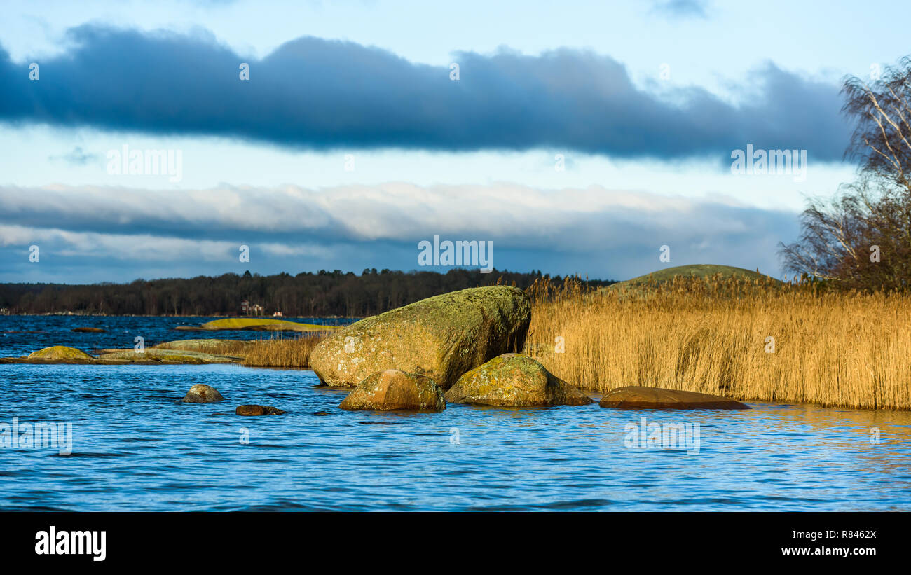 Rocas cubiertas de líquenes junto a reed en el paisaje costero. En el sur de Suecia en diciembre. Foto de stock