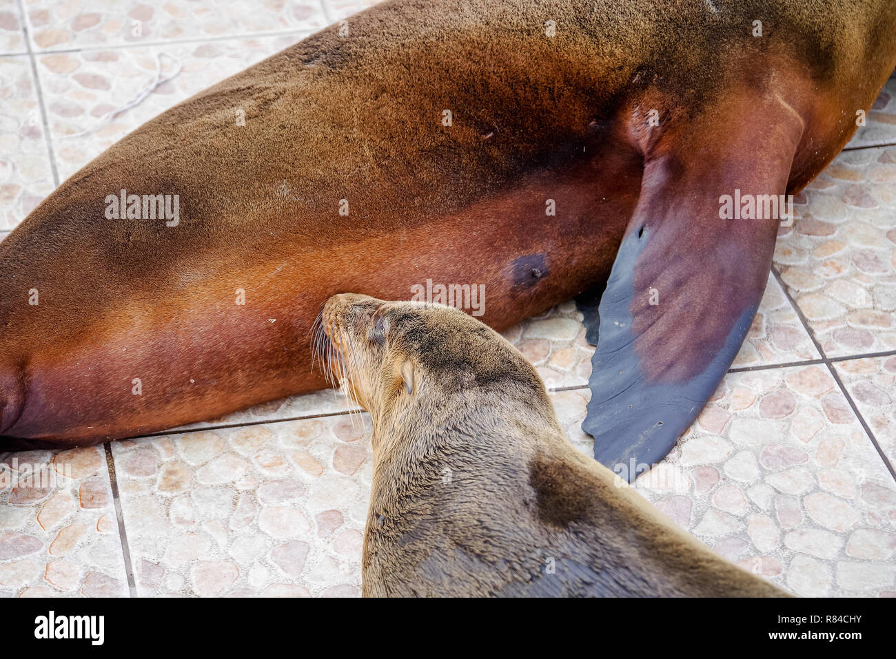 Precioso bebé foca de la lactancia materna en el mercado de pescado situado  en la ciudad de Puerto Ayora en Galapagos Fotografía de stock - Alamy