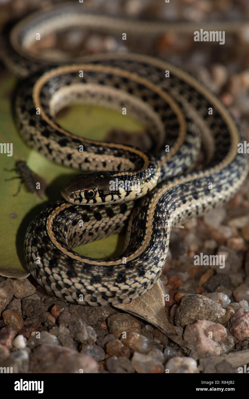 Llanuras Garter Snake, Hamilton co., Kansas, Estados Unidos. Foto de stock