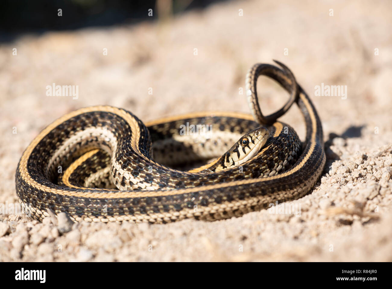 Llanuras Garter Snake, Hamilton co., Kansaa, EE.UU.. Foto de stock