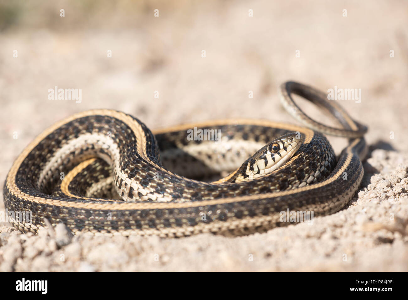 Llanuras Garter Snake, Hamilton co., Kansaa, EE.UU.. Foto de stock