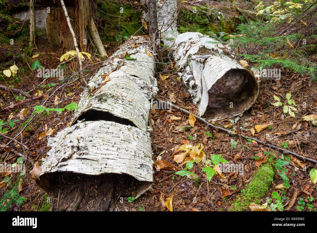 Podredumbre de abedul, Algonquin Provincial Park, Ontario, Canadá Foto de stock