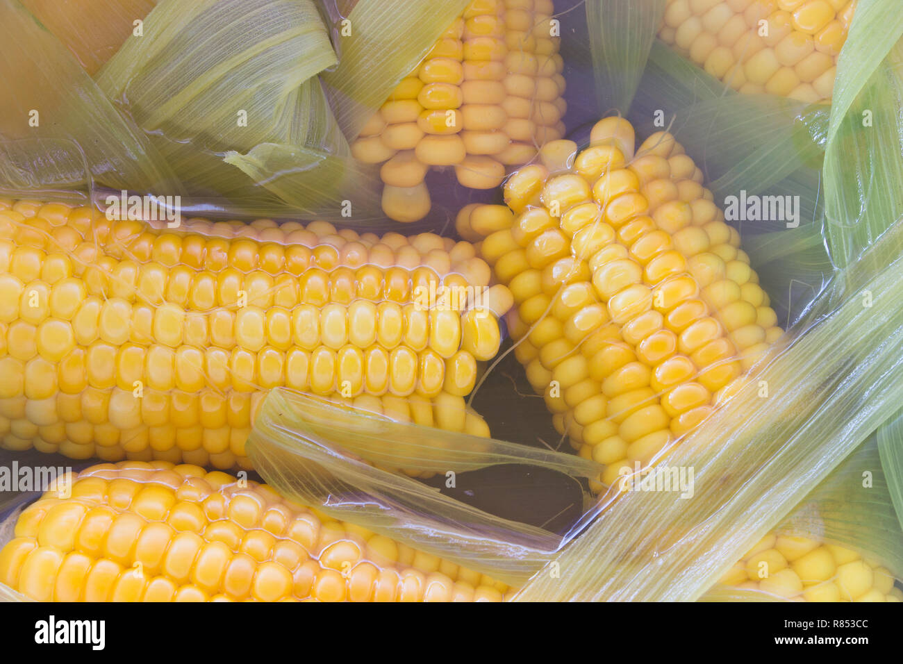 Las mazorcas de maíz cocida en agua cerrar Foto de stock