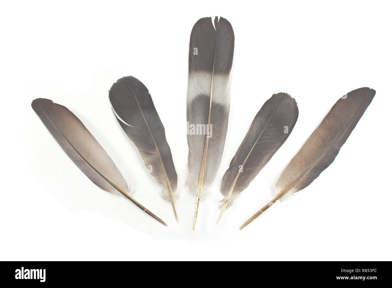 Plumas aislado sobre fondo blanco. Foto de stock