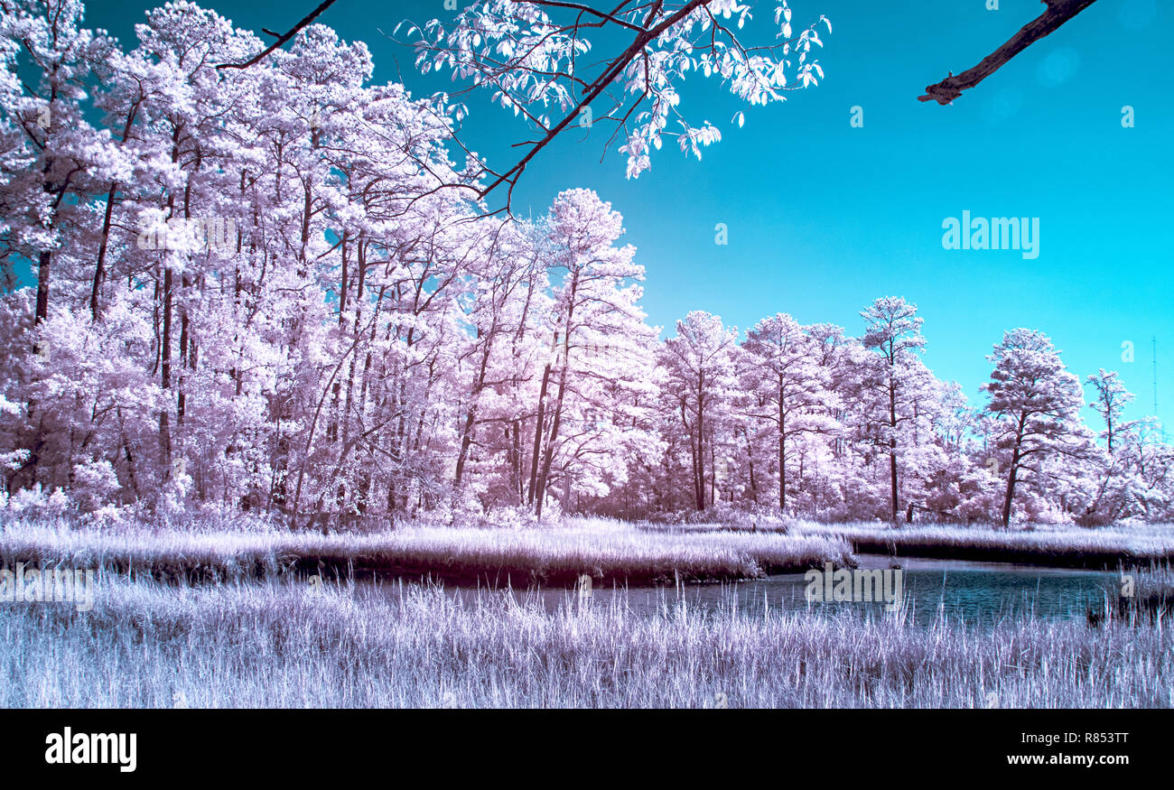 Árboles y un lago en abstracto surrealista con el color de la fotografía infrarroja Foto de stock