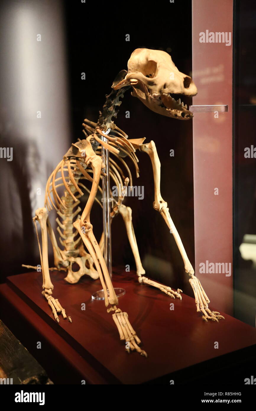 El esqueleto del perro, Mary Rose, Museo histórico Dockyard, Portsmouth, Hampshire, Inglaterra, Gran Bretaña, Reino Unido, UK, Europa Foto de stock