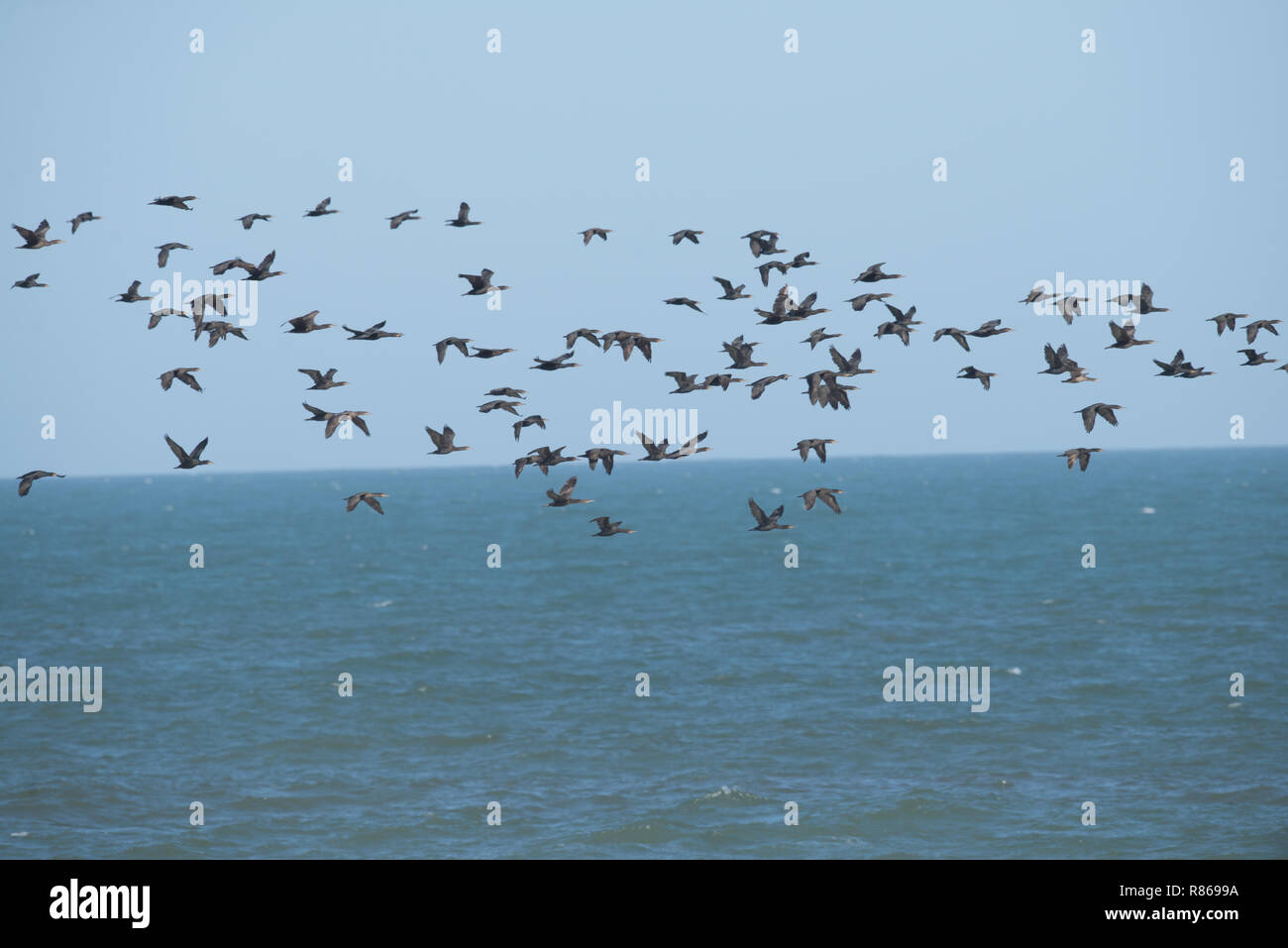 Muchos cormorán aves volando sobre el mar Foto de stock