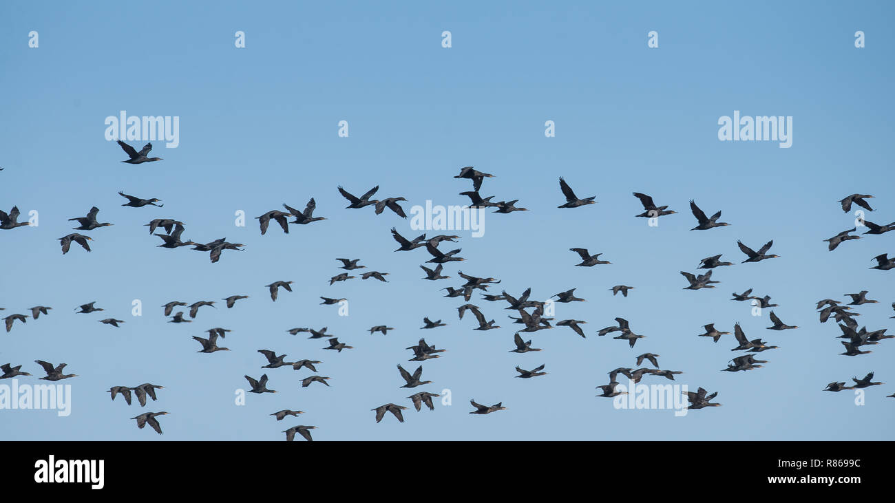 Muchos cormorán aves volando sobre el mar Foto de stock