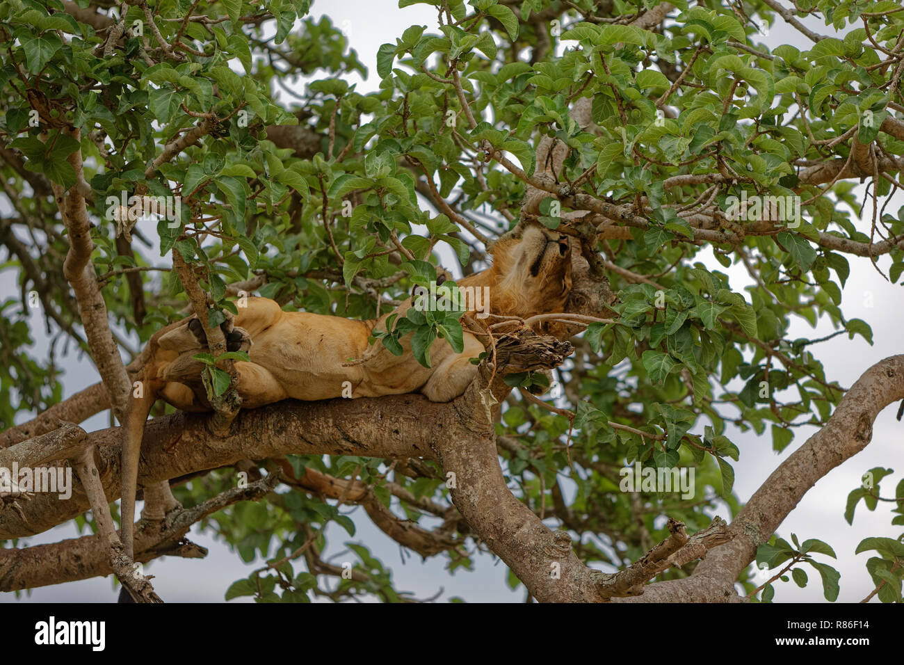 Un león en un árbol Foto de stock