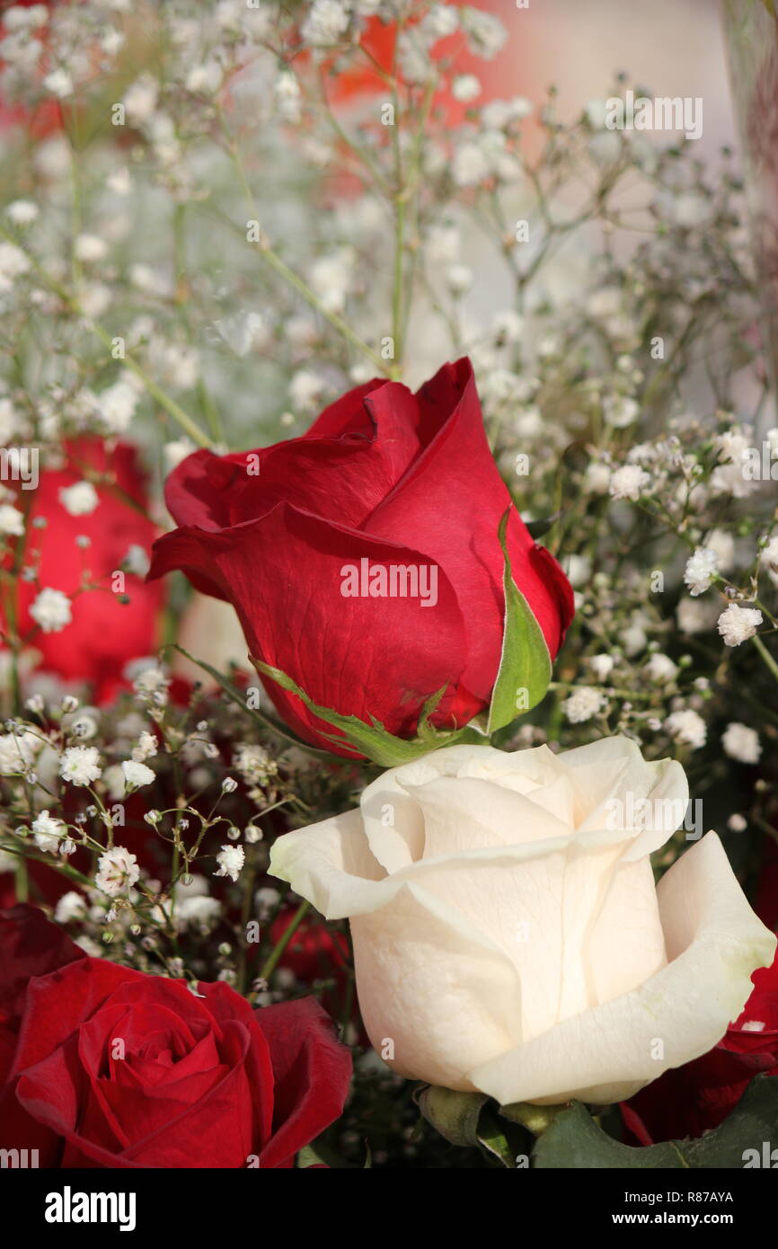 Bouquet de hermosas rosas blancas y rojas y flores en el Santuario de  Nuestra Señora de Guadalupe en Des Plaines, Illinois, . Nuestra Señora  de Guadalupe Fotografía de stock - Alamy