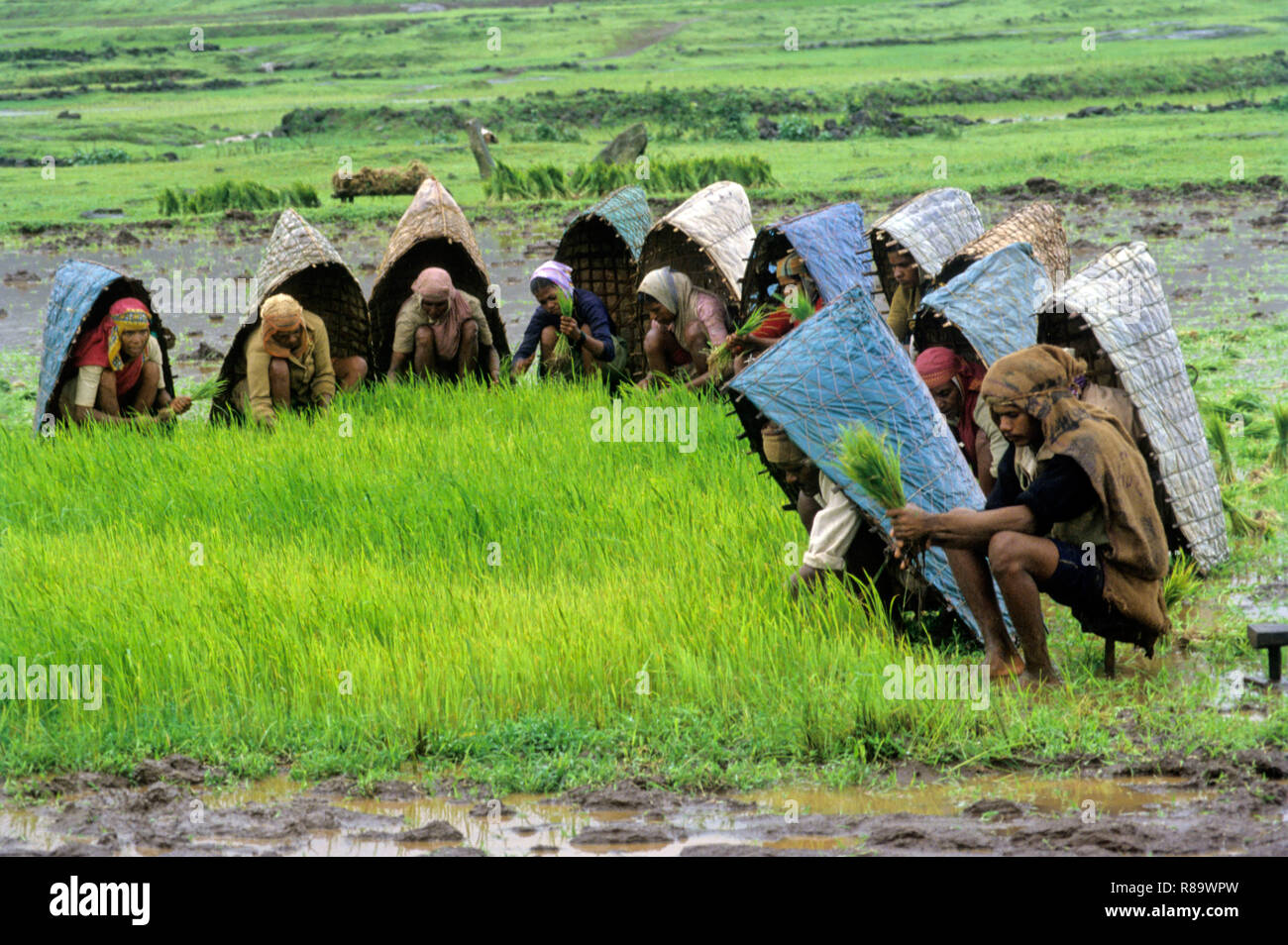 Los agricultores que trabajaban en los arrozales, Maharashtra, India Foto de stock