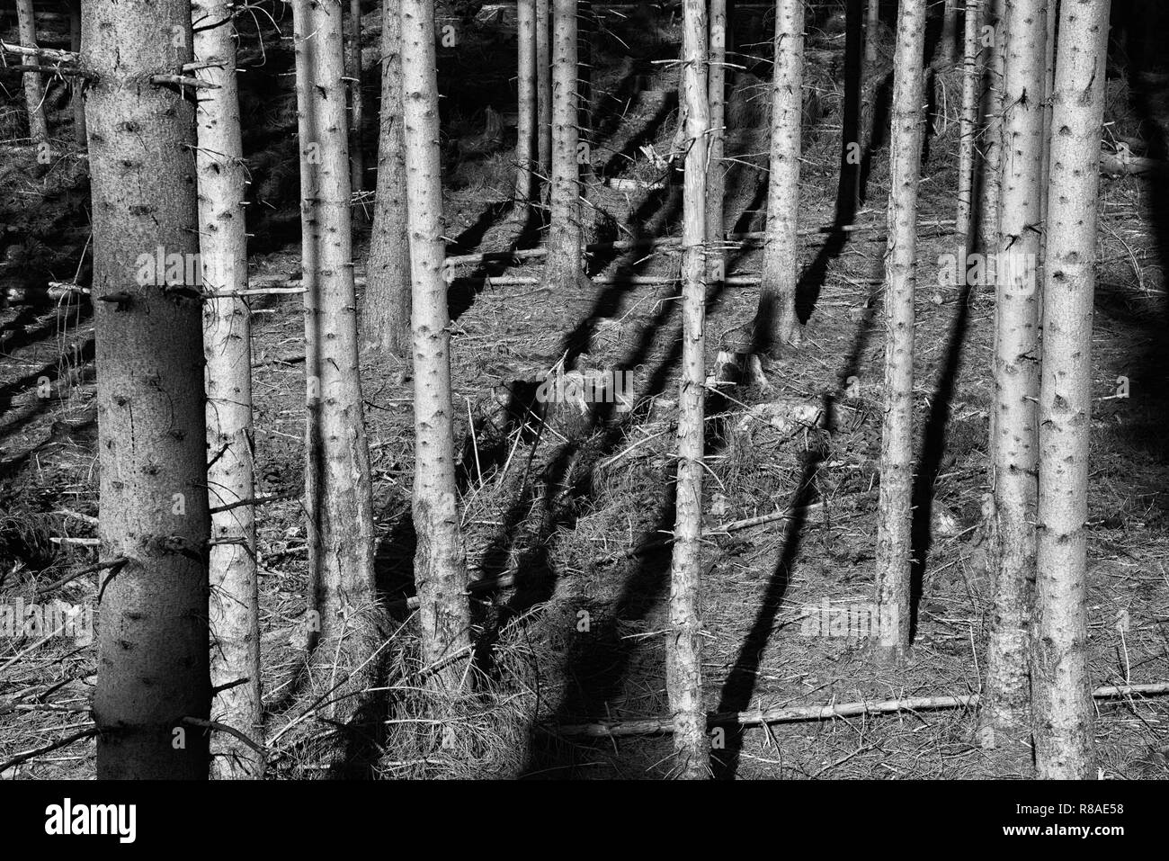 Bosque de coníferas cerca de Bad Karlshafen, Superior Weser Valley, el Weser Uplands, Weserbergland, Hesse, Alemania, Europa Foto de stock