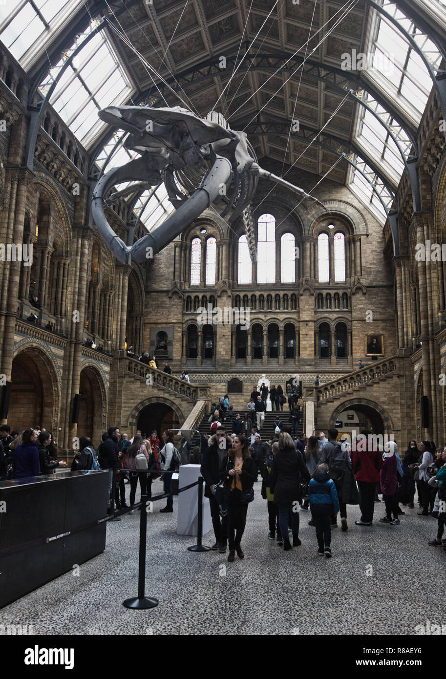 Esqueleto de ballena azul suspendido, Hintze Hall, el Museo de Historia Natural, Kensington, Londres, Inglaterra Foto de stock