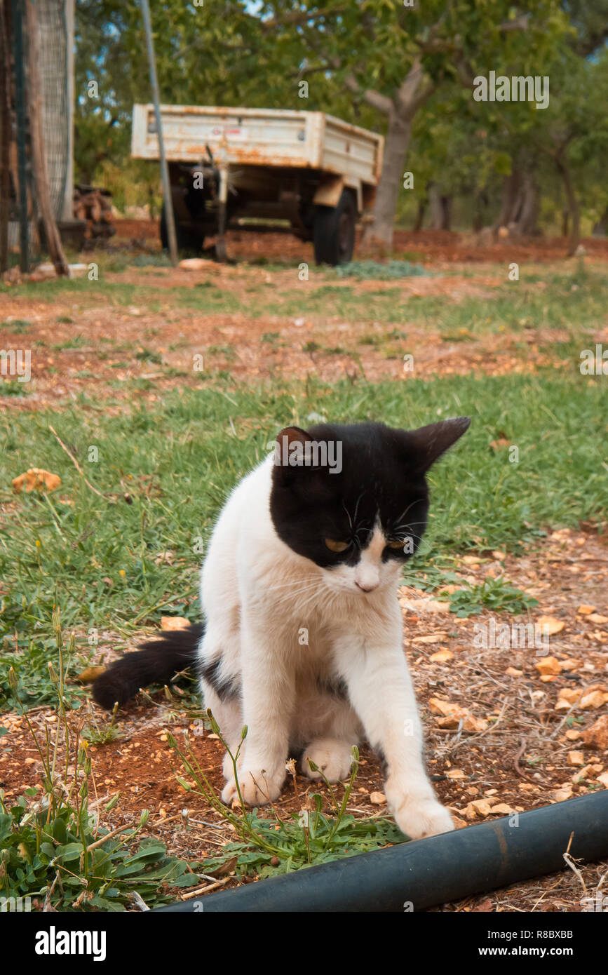 Gatito en la granja. Foto de stock