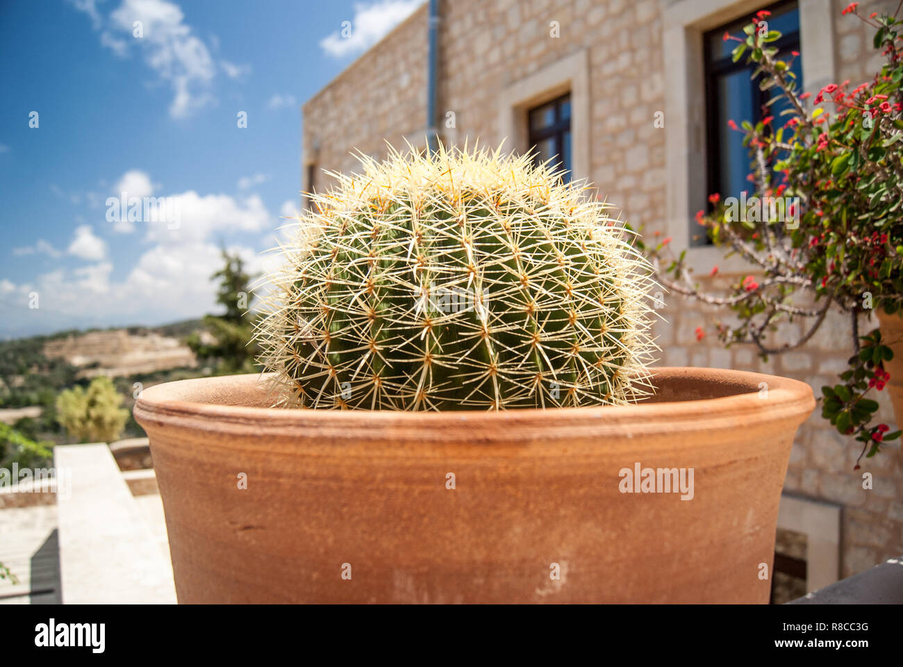 Cactus En Maceta De Barro En La Terraza En Verano Foto