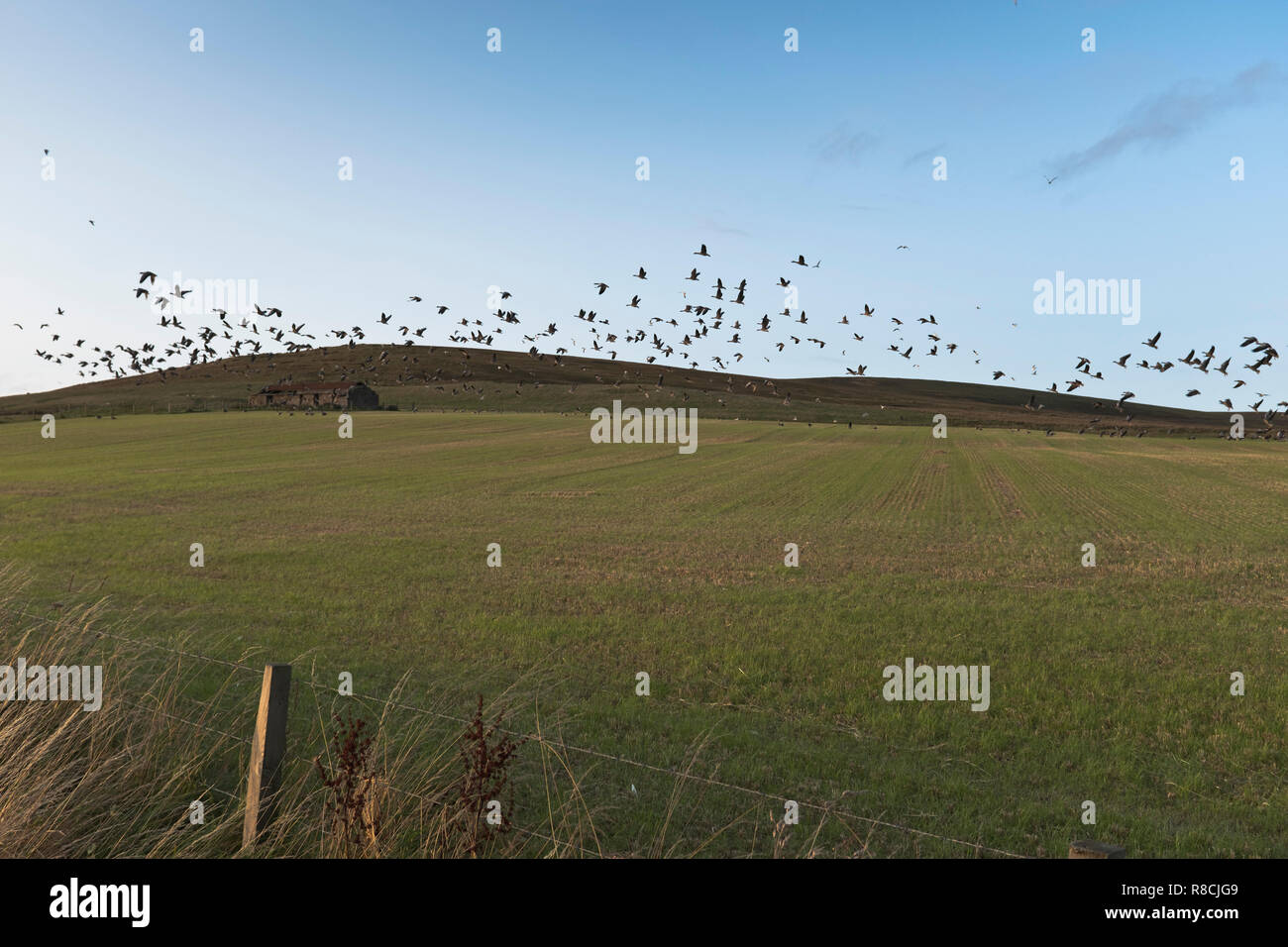 dh Flock de Graylag GOOSE AVES Reino Unido gansos salvajes Vuelo de salida en Orkney Escocia en rebaños de campo de tierras de cultivo Foto de stock