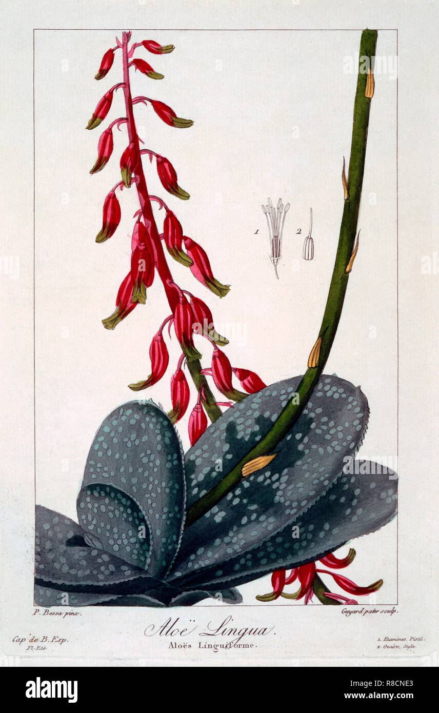 Aloe lingua, pub. 1836. Creador: Panacre Bessa (1772-1846). Foto de stock