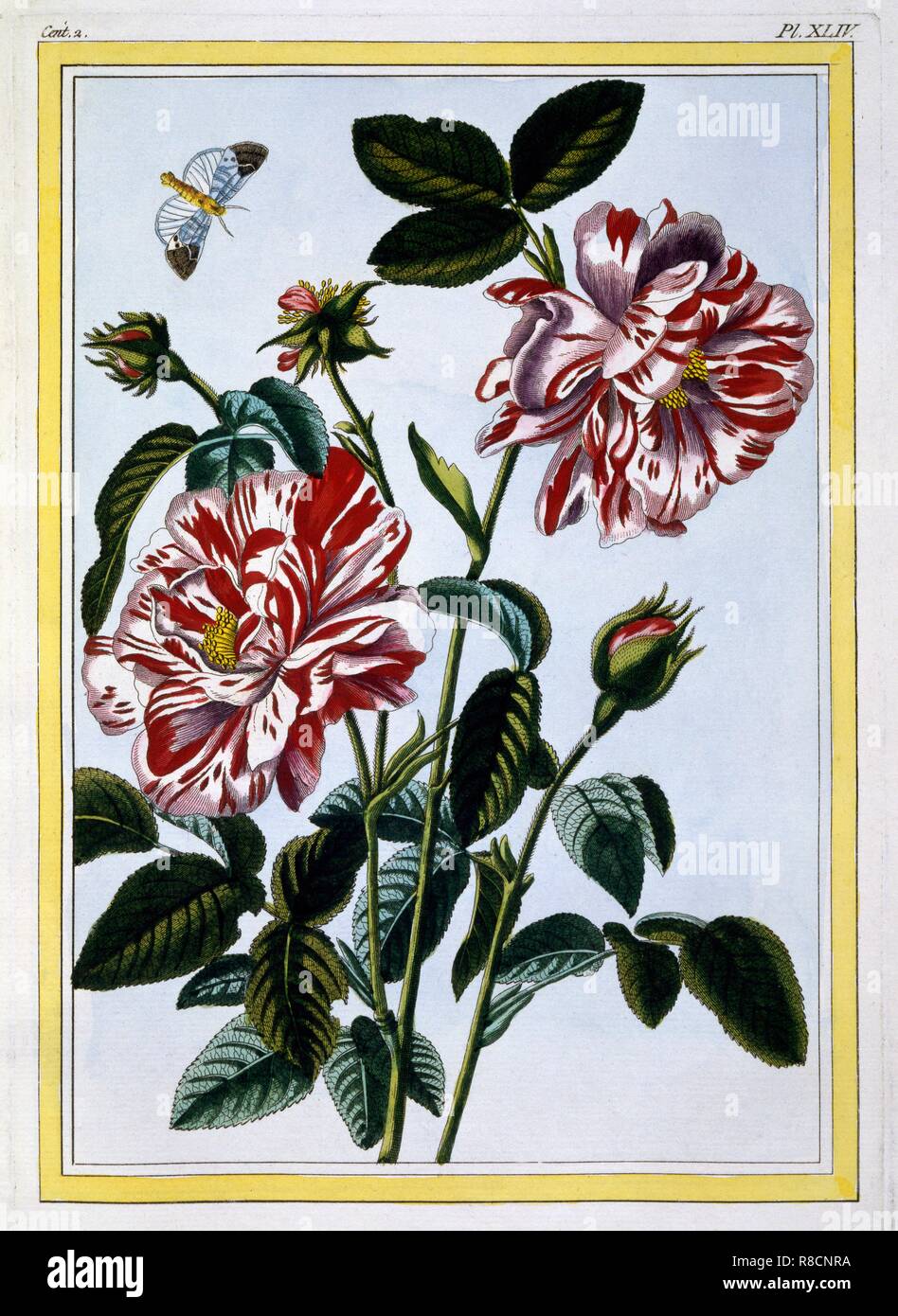 El abigarrado Rosa de Inglaterra; pub. 1776. Creador: Pierre Joseph Buchoz (1731-1807). Foto de stock