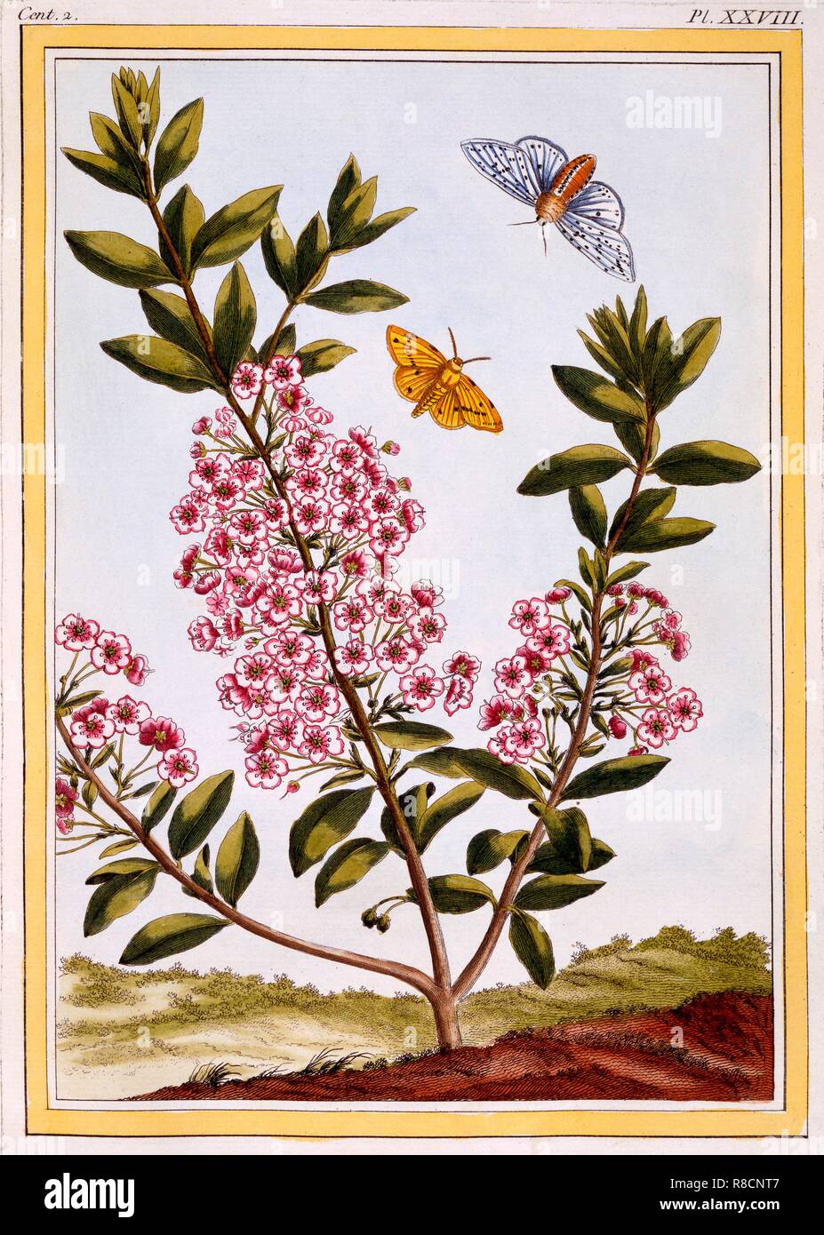 Laurel (oveja Kalmia augustifolia), pub. 1776. Creador: Pierre Joseph Buchoz (1731-1807). Foto de stock