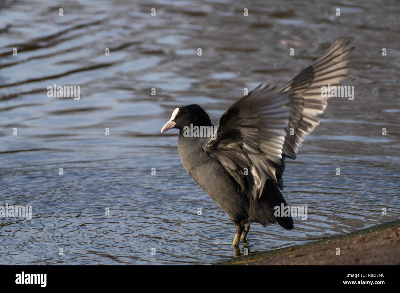 Close-up de una Focha Común (Fulica atra) con alas extendidas en el lago. Foto de stock