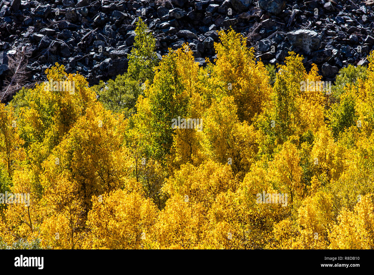 Álamos girar colores en Lundy cañón en la Sierra Oriental - CALIFORNIA Foto de stock